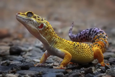 Close-up of lizard on rock