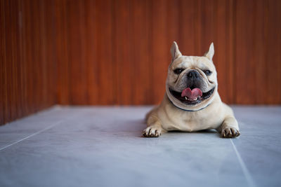 Close-up of a dog