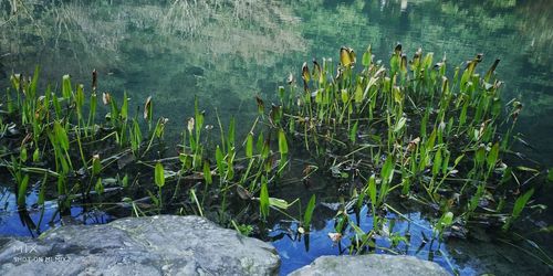 Close-up of plants by water