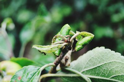 Close-up of insect on plant