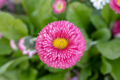 Close-up of pink flower