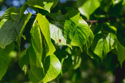 Close-up of green leaves