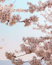 Low angle view of cherry blossoms against sky