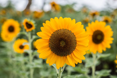 Close-up of sunflower