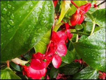 Close-up of red flowers