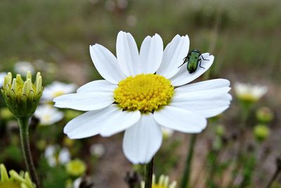 Close-up of white daisy