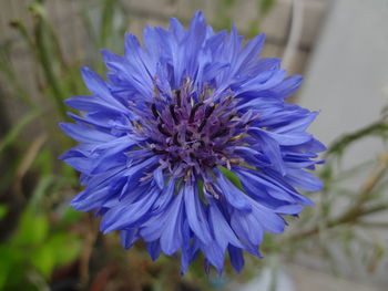 Close-up of purple blue flower