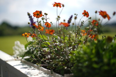 Close-up of flowering plants against sky