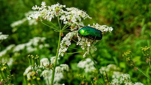 Close-up of butterfly pollinating on flower