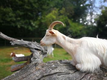 Full length of a goat on tree