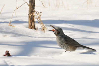 Close-up of sparrow on snow field