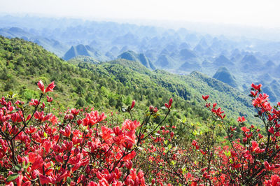 Red flowering plants on field against mountains