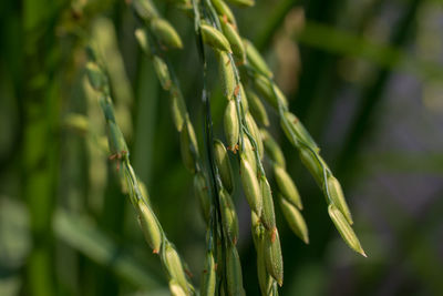 Close-up of fresh green plant