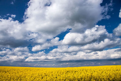 Scenic view of oilseed rape field against cloudy sky