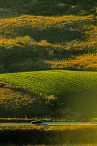 Scenic view of agricultural field