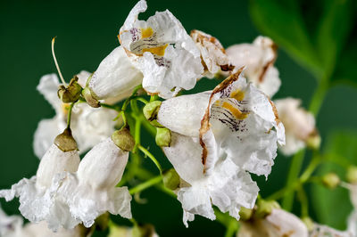 blossom
