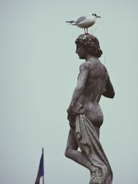 Low angle view of birds in flight