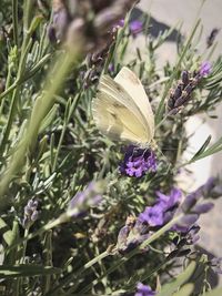 Close-up of purple flowering plants