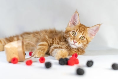 Portrait of cat lying down by berries on floor