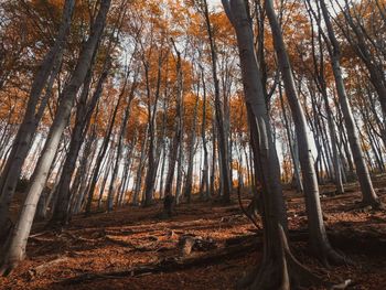 Trees in forest during autumn