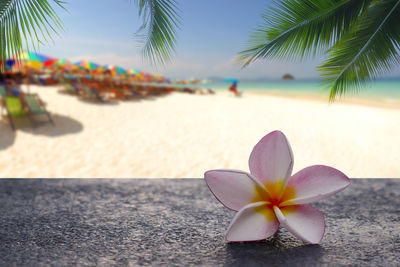 Plumeria flowers are laid on cement floors with a coconut leaf background and blurred beach.