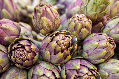 thistle