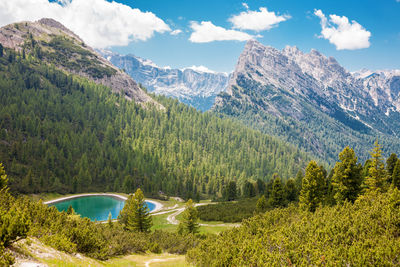 Scenic view of pine trees and mountains against sky