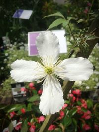 Close-up of white flower blooming outdoors