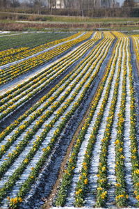 Crop in field