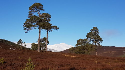 Low angle view of trees on mountain
