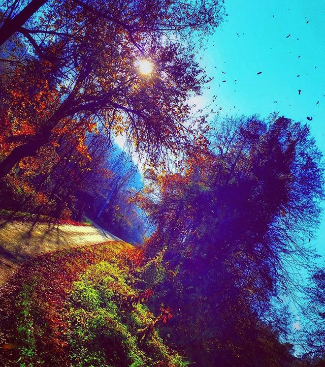 tree, low angle view, sunlight, branch, sun, growth, blue, tranquility, lens flare, sunbeam, nature, sky, silhouette, clear sky, beauty in nature, no people, outdoors, day, shadow, sunny