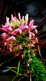 Close-up of pink flowers