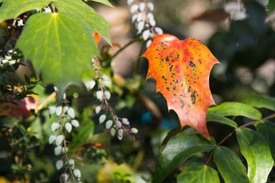 Close-up of red leaves growing on plant
