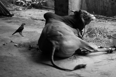 Cow sitting by bird in stable