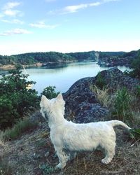 View of a dog in the water