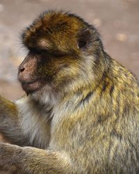 Close-up of monkey