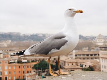 Close-up of seagull perching on wall against sky