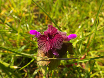 Close-up of purple flower blooming on field