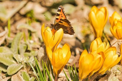 Close-up of butterfly on yellow flower