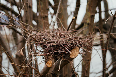 nest