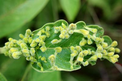 Close-up of green plant