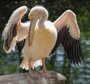 Close-up of pelican on wooden railing