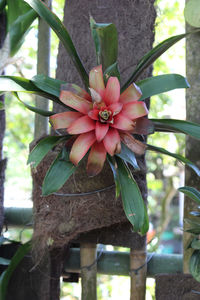 Close-up of flower blooming on tree