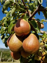 Close-up of fruits on tree