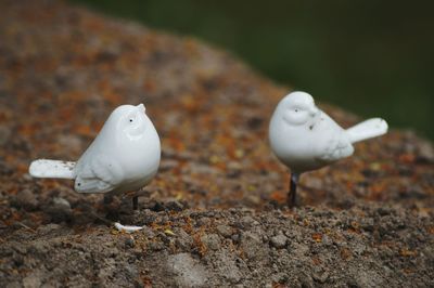 Close-up of toy birds on rock