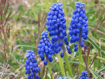 Close-up of purple flowering plants on field