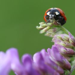 Close-up of insect on purple flower