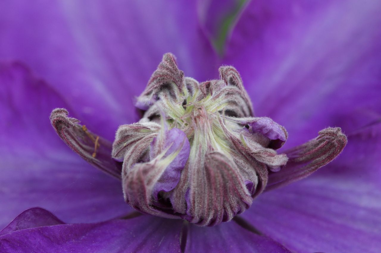 Close-up of wilted flower