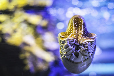 Close-up of nautilus swimming in sea