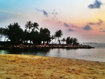 Palm trees on beach